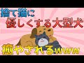 【2chホッコリ話スレ】ガリガリの捨て猫に優しくする大型犬に和む【ゆっくり解説】