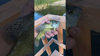 Another BIG Bluegill caught with PORK !!#bassfishing