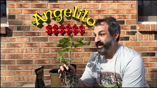 The Most Expensive Fig Tree In The World Aggressive Re-Potting A 6 Week Old Angelito Cutting