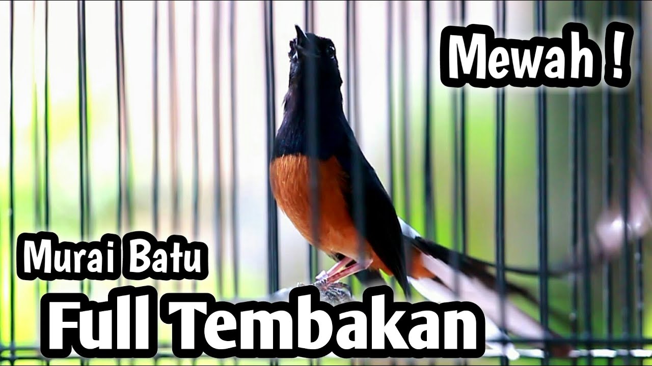 MASTERAN MURAI BATU FULL ISIAN TEMBAKAN CILILIN KENARI KAPAS TEMBAK LOVEBIRD CUNGKOK GEREJA