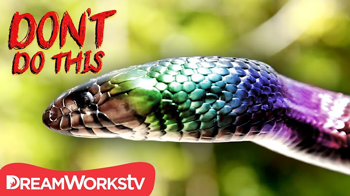 A Snake With RAINBOW SCALES | DON'T DO THIS