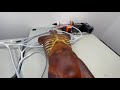Adult Torso (Advanced) with Lung Pump Demonstration