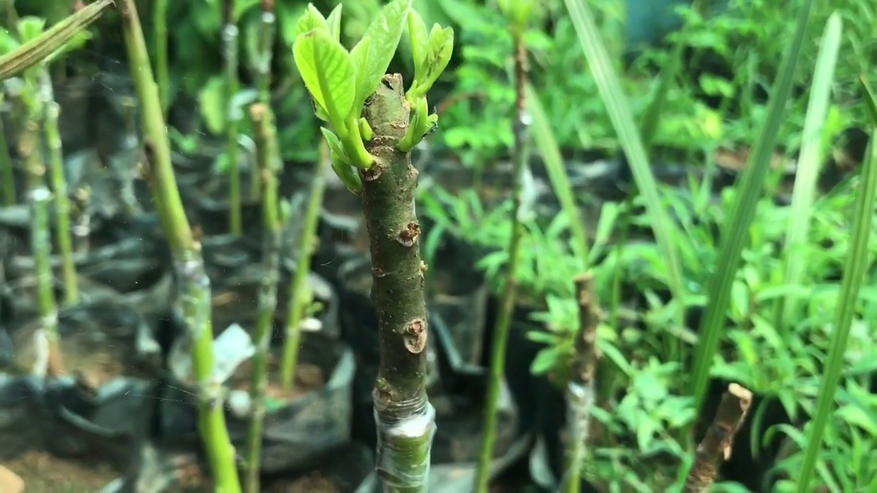 V-grafting method for avocado