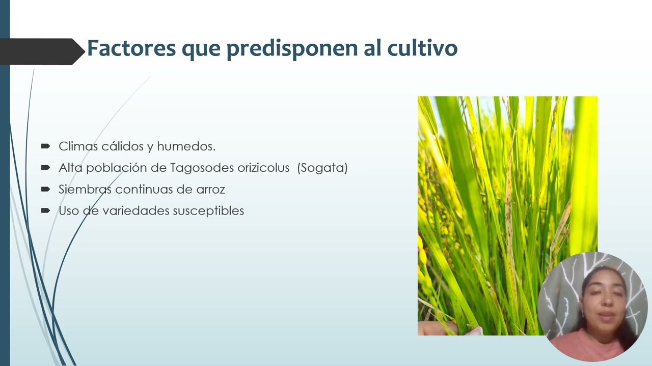 Problemas Fitosanitarios: Virus de la hoja blanca (VHB) en el cultivo de arroz.