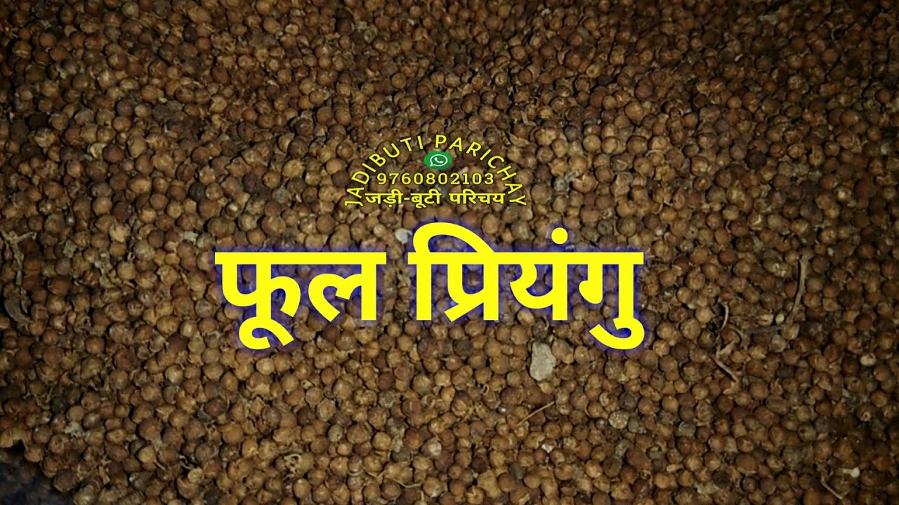 Phool Pryangu फूल प्रियंगु, All types of Ayurvedic medicine and deshi ...