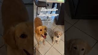 like mother... Pt: 3 #puppy #dog #family
