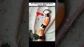 The Worm That Just Won't Die