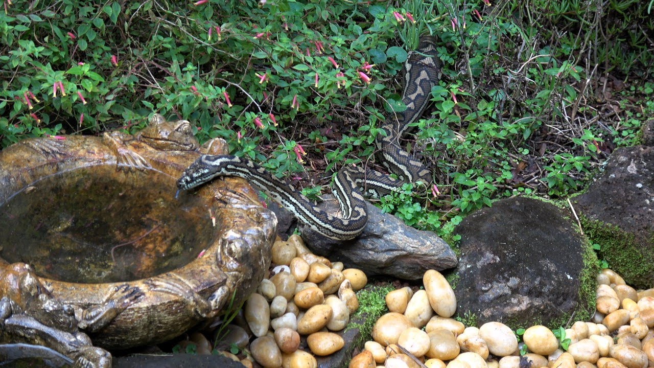 Carpet Python Drinking from Birdbath - YouTube