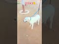 mehnat 🐕#shorts #short #shortvideo #viral #viralvideo #trending #youtube #youtubeshorts