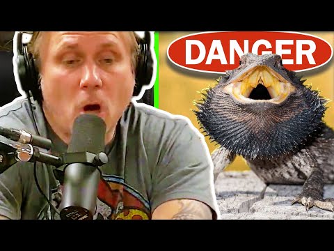 "Are Bearded Dragons Venomous?!?" - SNAKE TALK HIGHLIGHTS