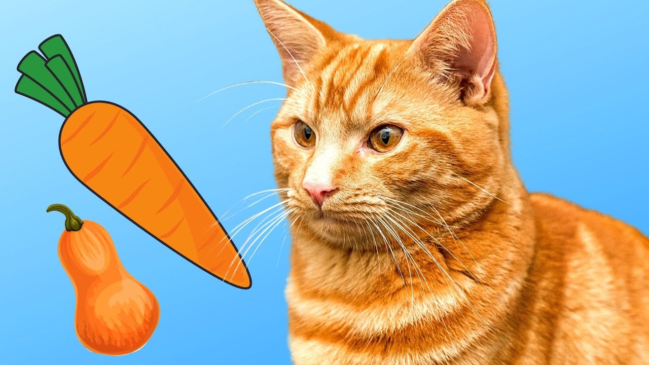 Orange Cat Eating His Veggies Funny Orange Cat Videos Youtube