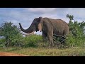 Giant African Elephant Encounter