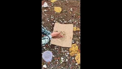 Câu cá rô đồng bằng trứng kiến vàng