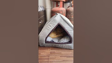 Lazy Cat 😺 #shortsvideo #shortsviral #shots #shorts #yt #ytshorts #persiancat #persian