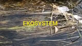 Ekosystem. Biologia klasa 8.