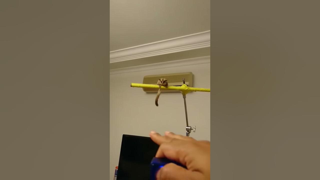Sugar Gliders Fly onto Owner's Hand YouTube