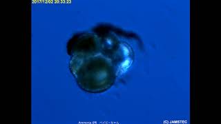 イカ研究所 Jamstec 共同研究 Jamstec Splatoon 2 Jamsteeec ジャムステ ック