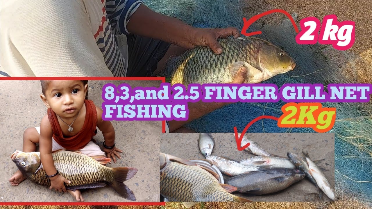 Rohu fishing/common carp fishing/8 Finger,3 Finger fishing