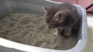 Manika the foster kitten learning how to go potty Manika the foster kitten learning how to go potty