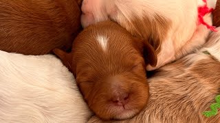Harper’s Puppies - 10 days old by Pine Lodge Labradoodles 2,733 views 2 months ago 1 minute, 47 seconds