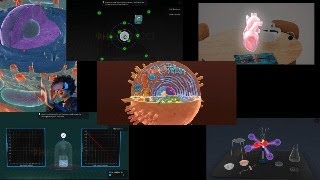 Experience The Transformation Phibonacci - Uniphied Learning