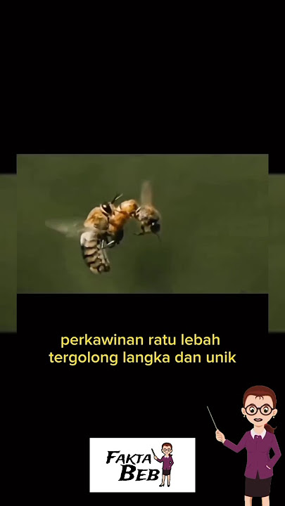 Download lagu fakta unik dibalik perkawinan ratu lebah yang jarang diketahui banyak orang #feedshorts
