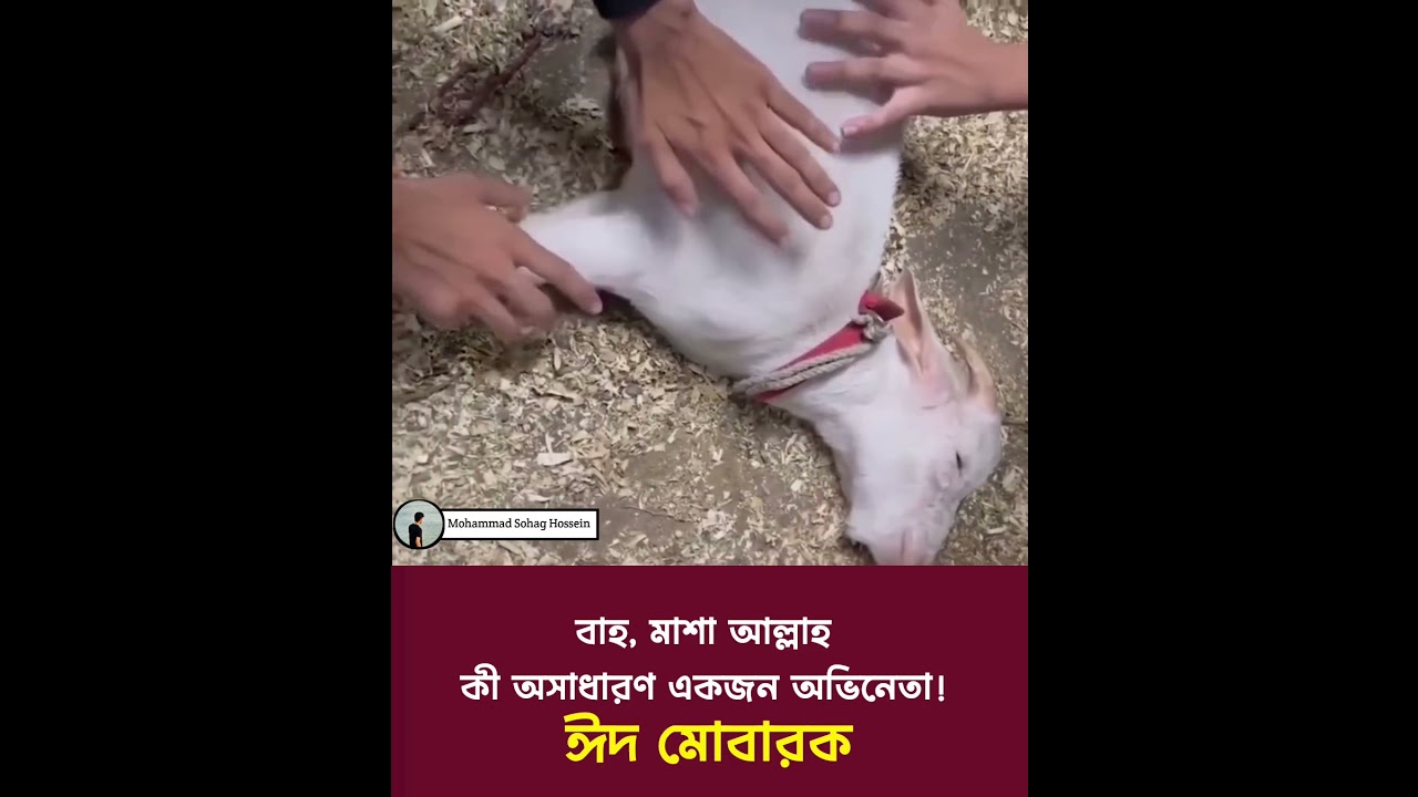 "Wow, what an amazing actor! 😂🌙 Eid al-Adha Qurban 🐑🐄🐐"