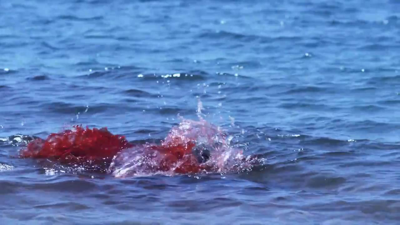 Girl Attacked by Shark YouTube