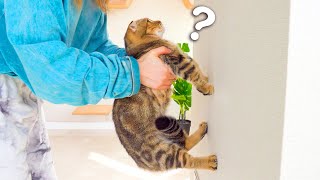 Cats Intelligence Test | Compilation