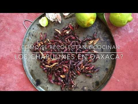 ¿Cómo se recolectan y cocinan los chapulines en Oaxaca?