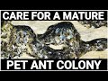 My 2 YEARS old PET ANTS | D colony