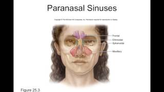 Chapter 25 Respiratory System Part1