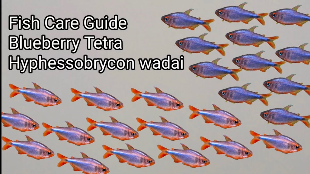 Blueberry Tetra (Hyphessobrycon wadai) Care Guide
