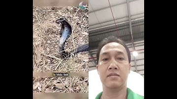 Tử chiến giữa Rắn Hổ Mang và cầy Mangut