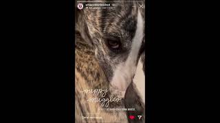 Whippets Unleashed Episode 4