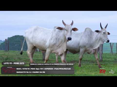 LOTE 111 PERB 2573 ZFW 208 ZFW 247
