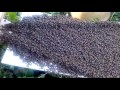 Пчелинная семья заходит в новый улей.Из ловушки,обессиленные.
