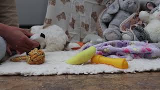 6190 Remi teddy bear puppy -The Puppy Lodge