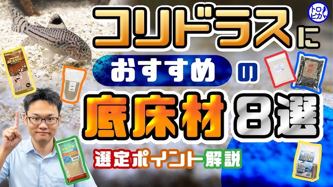 ブサカワ界の帝王 コリドラスの魅力に迫る おすすめ熱帯魚 Youtube ブサカワ界の帝王 コリドラスの魅力に迫る おすすめ熱帯魚 Youtube