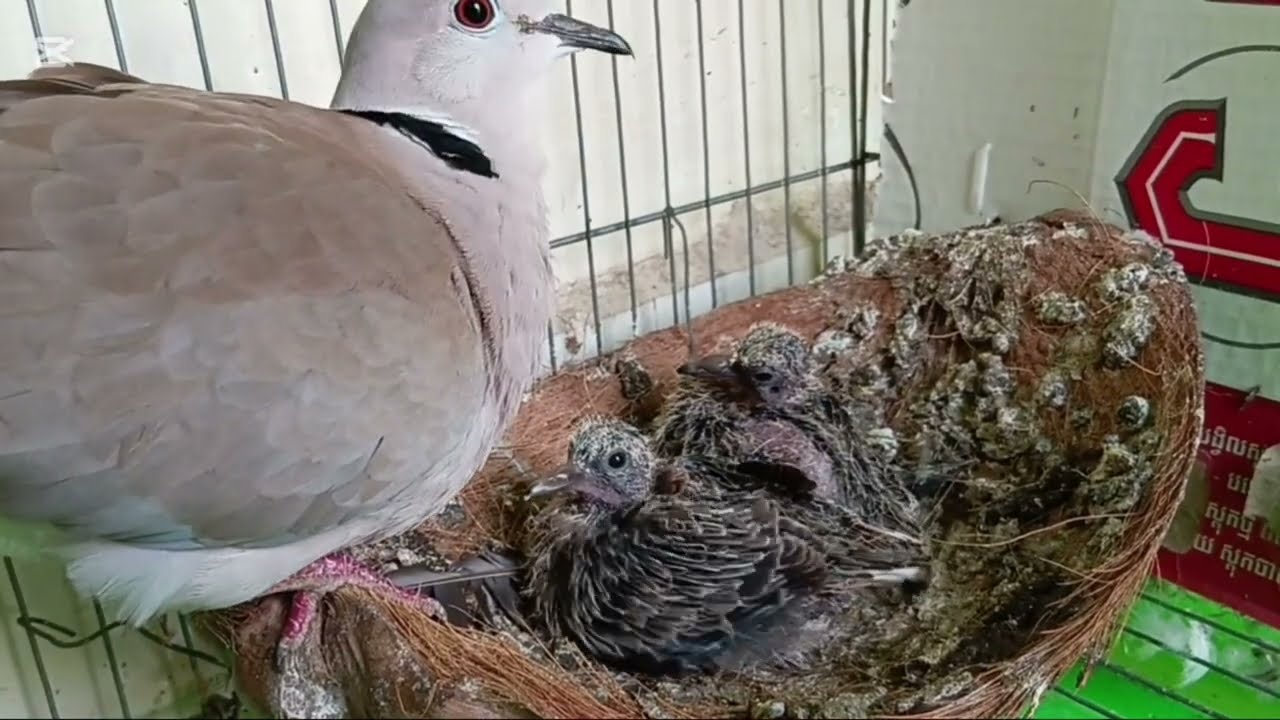 Dove breeder take care baby 