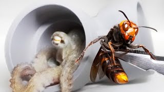 腹ペコのタコにスズメバチを与えると…ヤバすぎた