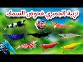 تربية الجمبري فحوض السمك