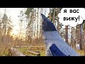 Прогулка с вороной 11. Капля общается с сородичами