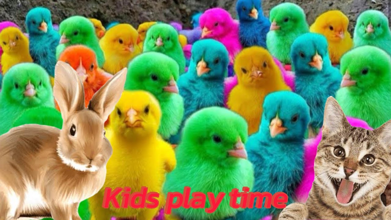 cute colourful chickens and unique | catching rabbits | cute pet rabbit ...