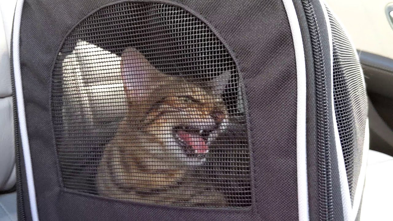 Bengal Kitten Can't Stop Meowing YouTube