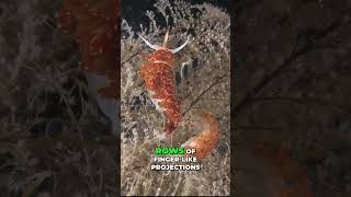 Sea Slug  The Underwater Cherry Blossom! #viralshort #shortvideo