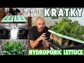 How to Grow Kratky Hydroponic Lettuce Cheap & Easy