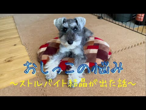 ストルバイト結晶で悩んでました　～ミニチュアシュナウザーのコノさん～