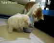 Clicker Training Dog Chasing Cat