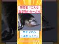 【2ch面白いスレ】研究者「こんな生き物いね～よWカモノハシ「ふがっ！？」#2ch#2ch面白いスレ#2ちゃんねる